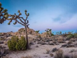 Joshua Trees Stock Footage