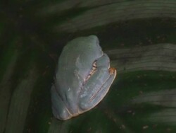 Glass frog Stock Footage
