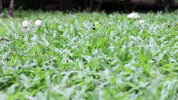 Dolly mushroom in the garden Stock Footage