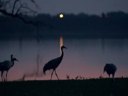 European Cranes (Grus grus) in dawn twilight on lake shore, North East Extremadura in Dehesa. Stock Footage