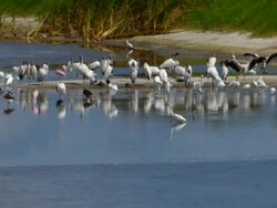 Birds on a Sandbar Stock Footage