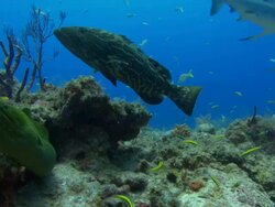 Moray eel emerging from hole, Bahamas  Stock Footage