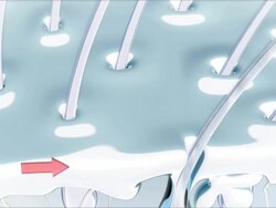 Dermatology. Structure of the hair. Cartoon demo. Stock Footage