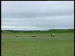 WA Brown Bears, Ursus arctos, moving across lush grassland, series, Arctic Circle Stock Footage