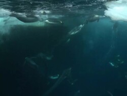 Emperor penguins (Aptenodytes forsteri) swimming to the surface and then diving in hole in sea ice, some bubble trails, underwater, Cape Washington, Antarctica Stock Footage