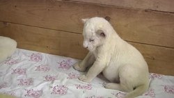 Two white lion cubs were born in Belgrade zoo three weeks ago. White lions are a rare mutation of a species found in South Africa and some cultures consider them divine. (Oct. 17) News Clip