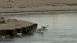Herons fish near an embankment in Grand Isle, Louisiana. Stock Footage