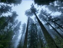 WS T/L PAN View of fog moving through Redwood Forest / Redwood National Park, California, United States Stock Footage