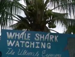 MS TD Whale shark viewing sign / Oslob, Cebu, Philippines   Stock Footage