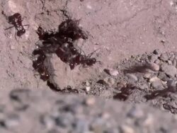 HA Several Red Ants scurrying in and out of a small, round, ant hole / Sonoran Desert, Arizona, United States Stock Footage