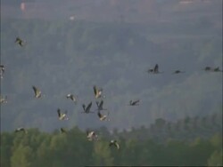 European Cranes (Grus grus) in flight, north-east Extremadura in Dehesa, Spain Stock Footage