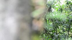 Rainforest Stock Footage