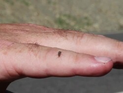 Mosquito Bite Stock Footage