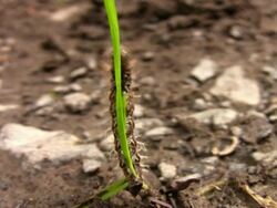 Caterpillar Stock Footage