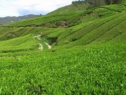 Tea plantation in Malaysia Stock Footage