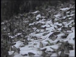 MEXICO: ADVERSE WEATHER CONDITIONS KILLS MONARCH BUTTERFLIES Instructional Video