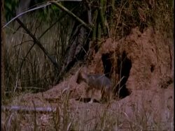 MS Jackal and pups coming out of den, Bandhavgarh National Park, India Stock Footage