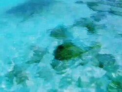 Stone in water. Stock Footage
