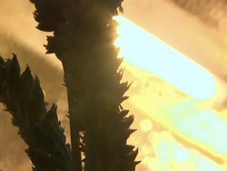 Genetically Modified Crops inside greenhouse News Clip