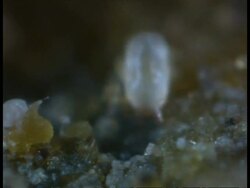 CU Dust Mites, Dermatophagoides farani, microscopic, moving amongst dust particles Stock Footage