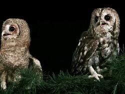 CU Shot of Eurasian Tawny Owl, strix aluco, Adult with Young / Calvados, Normandy, France  Stock Footage