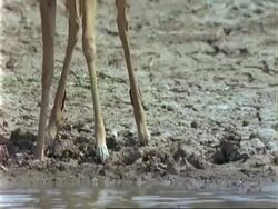 Impala Antelope, CU gingerly steps towards water and drinks, pulls out Stock Footage