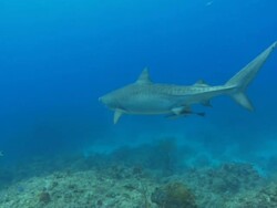 Tiger shark, Galeocerdo cuvier, over reef, Bahamas  Stock Footage