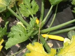 MS Shot of cucurbita pepo and zucchini / Serrig, Rhineland-Palatinate, Germany Stock Footage
