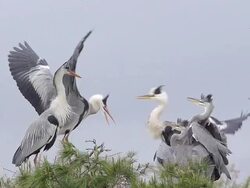 MS SLO MO Shot of Grey Heron, ardea cinerea, Pair and Immatures on Nest, Camargue in South of France / Saintes Maries de la Mer, Camargue, France Stock Footage