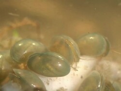 Ostracods feeding on dead earthworm, UK Stock Footage