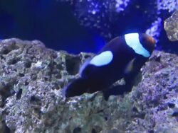 Clown fish Stock Footage