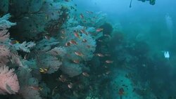 Damselfish schooling on sea fan coral, Raja Ampat Stock Footage
