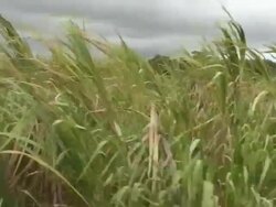 HD: Sugar Cane Field, Moving Tracking Shot Stock Footage