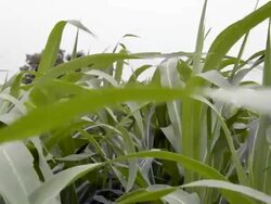 Sorghum Field Stock Footage