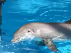 Good Dolphin Stock Footage