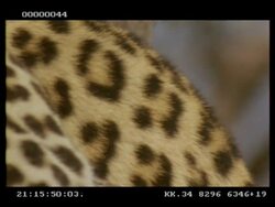 Leopard, Panthera pardus, fur texture, CU, Botswana Stock Footage