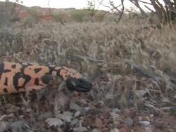 MS Gila Monster (Heloderma suspectum) walks past camera left to right. /Utah, USA Stock Footage
