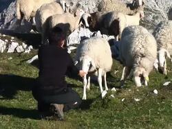 HD: Feeding The Sheep Stock Footage