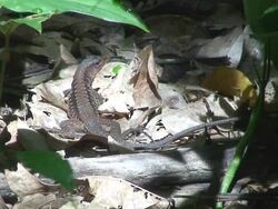 Central American whiptailed Lizard Stock Footage
