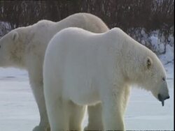 Polar bears (Ursus maritimus) flirting, near Churchill, Manitoba, Canada Stock Footage