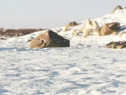 WS Two polar bears play fighting and then walking in snow / Churchill, Manitoba, Canada  Stock Footage