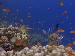 Tropical fish swim above coral formations on the floor of the Red Sea. Stock Footage