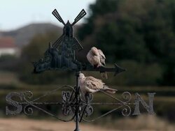 COLLARD DOVES AND RUSTY WEATHERVANE Stock Footage