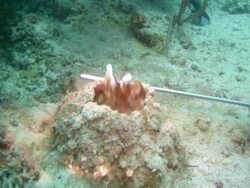 Biggggg Mantis shrimp in Sipadan, Malaysia Stock Footage