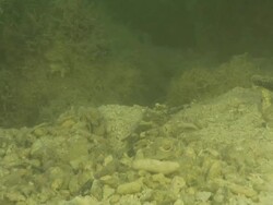 MS ZI Shot of Goby resting on riverbed with shrimp excavating burrow and emerging from burrow briefly / Pemba, Cabo Delgado, Mozambique Stock Footage