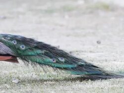 Peacock feathers beautiful bird. Stock Footage