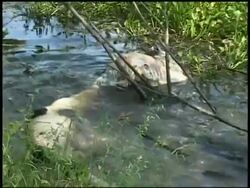 Alligator thrashing and rolling with dead carcass in swamp, Brazos Bend State Park, Texas, USA Stock Footage