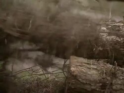CU R/F Pine branches being dragged by mechanical arm / Cranbrook, Kent, United Kingdom Stock Footage
