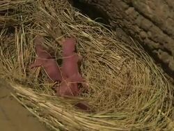 Medium close up, slow motion; snakes tail rattling Stock Footage