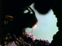 Bee, CU p.o.v. from inside nest of bees at nest entrance, Panama, Central America Stock Footage